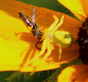 Goldenrod Crab Spider 
feeding on flower fly