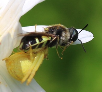 Goldenrod Crab Spider 
feeding on Bee or Wasp