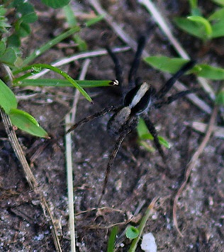 Lanceolate Wolf Spider
Schizocosa spp.