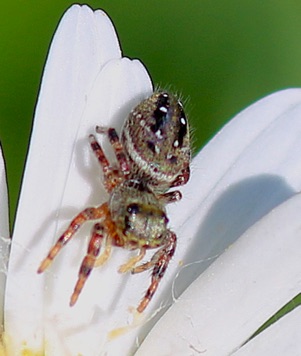 Cardinal Jumping Spider
Phidippus clarus