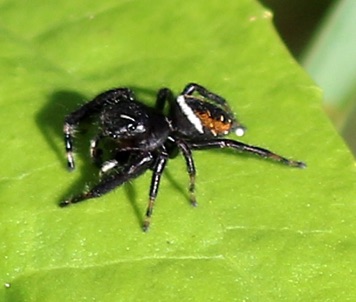 Phidippus Jumping Spider
Phidippus clarus