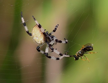 Shamrock Orbweaver
Araneus trifolium