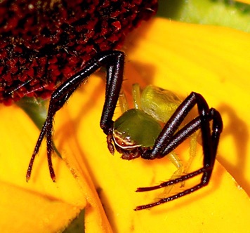 Crab Spider
Misumenoides formosipes