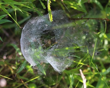 Spherical Web