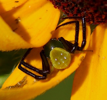 Crab Spider
Misumenoides formosipes