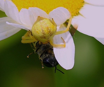 Goldenrod Crab Spider 
feeding on Bee or Wasp