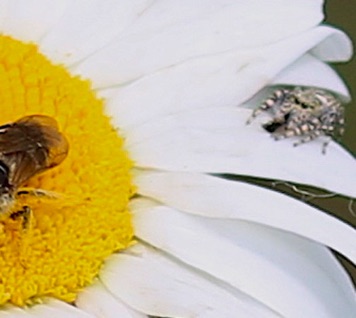 Unknown Spider leaving Flower