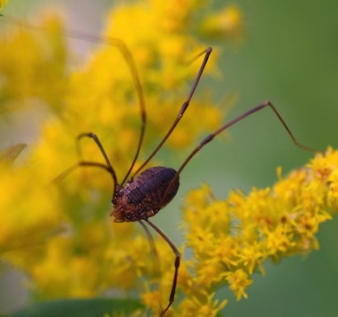 Harvestman
Leiobunum vittatum