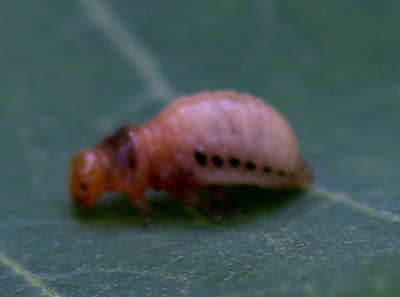 Beetle larva