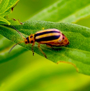 Skeletonizing Leaf
Trihadba borealis