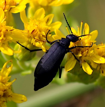 Black Blister Beetle
Epicauta pensylvanica