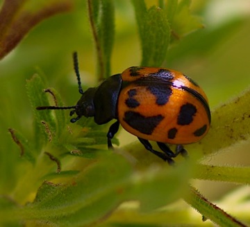 Northern Corn Rootworm