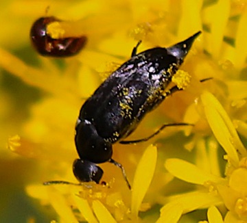 Tumbling Flower Beetle
Mordellina pustulata