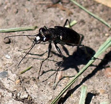 Punctured Tiger Beetle
Cicindelidia punctulata