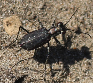 Punctured Tiger Beetle
Cicindelidia punctulata