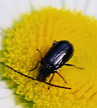 Lorn Antennae Ground Beetle