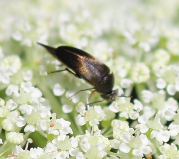 Box Head Tumbling Flower Beetle
Falsomordellistena bihamata