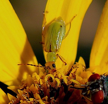 Northern Corn Rootworm
Diabrotica barberi