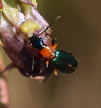 Skeletonizing Leaf 
Scelolyperus spp.