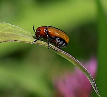 Flea Beetle
Anomoea laticlavia