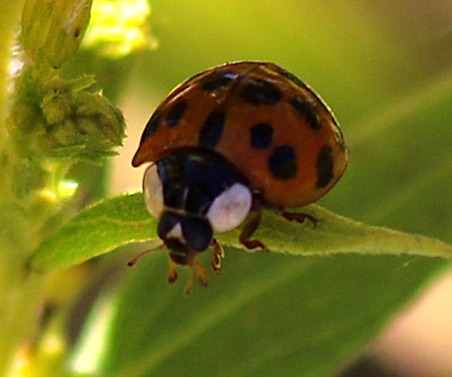 Multicolored Asian Ladybird Beetle
Harmonia axyridis