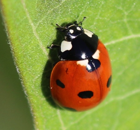 Seven-spotted Ladybird
Coccinella septempunctata