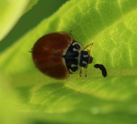 Multicolored Asian Ladybird Beetle
Harmonia axyridis