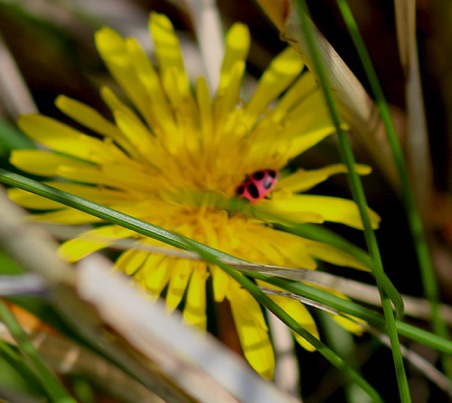 Spotted Ladybird Beetle
Coleomegilla maculata lengi