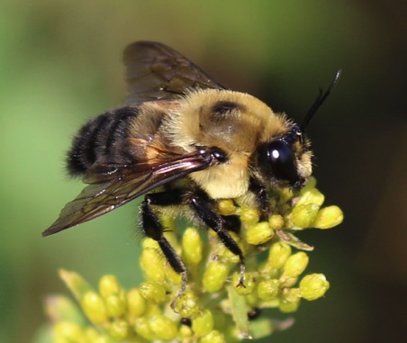 Common Eastern Bumble Bee.jpg