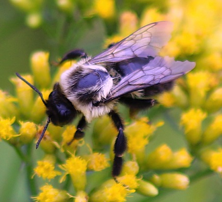 Lemon Cuckoo Bumble Bee
Bombus citrinus  (U of I)