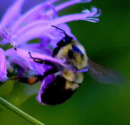 Two-spotted Bumble Bee
Bombus bimaculatus