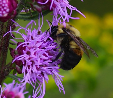 Brown-belted Bumble Bee
Bombus fervidus