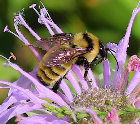 Golden Northern Bumble Bee
Bombus fervidus  (uncommon)