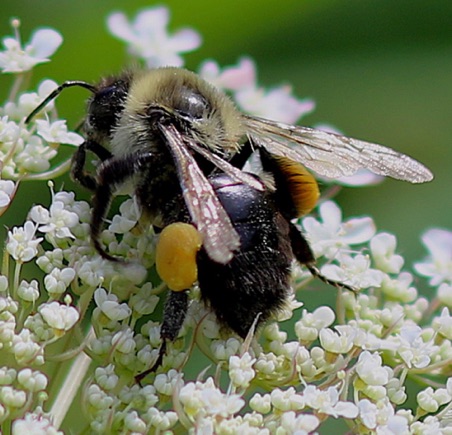 Large Carpenter Bee