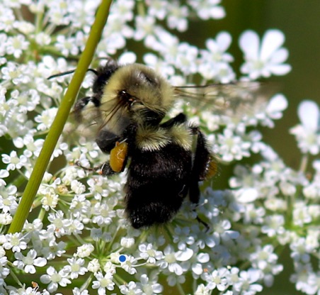 Common Eastern Bumble Bee
Bombus impatiens