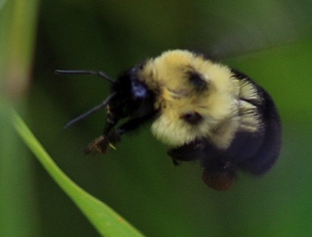 Two-spotted Bumble Bee
Bombus bimaculatus