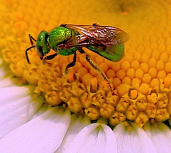 Green Metallic Bee
Agapostemon splendens