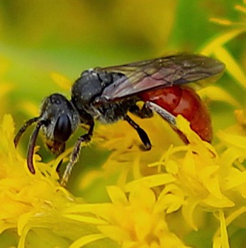 Blood Bee
Sphecodes spp.