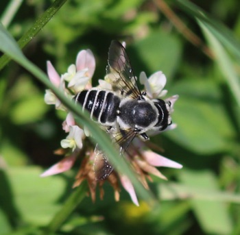 Pugnacious Leaf-cutter Bee
Megachile pugnata