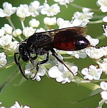 Blood Bee
Sphecodes spp.