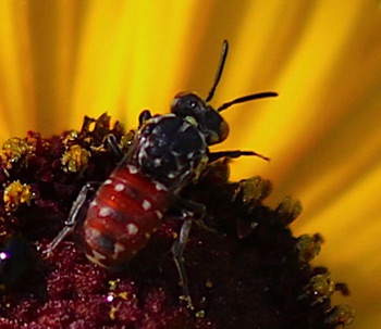 Cuckoo Bee
Sphecodes spp.