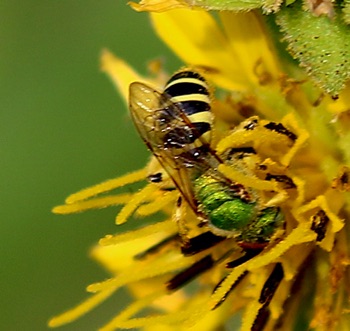 Striped Sweat Bee
Agapostemon obliques