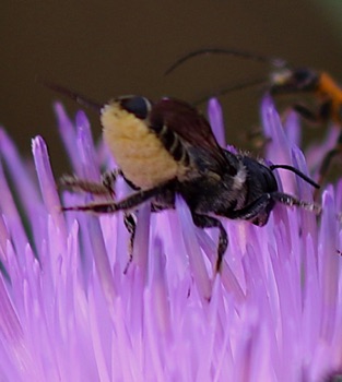 Leafcutting Bee