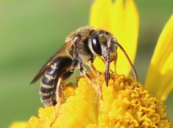 Orange-legged Furrow Bee
Halictus ligated