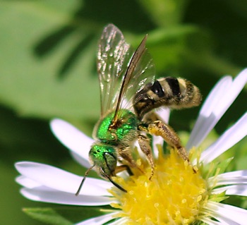 Black-striped Green Metallic Bee
Agapostemon virescens