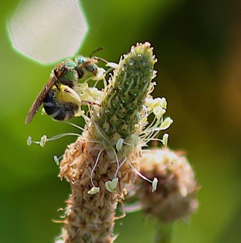 Metallic Green Striped-sweat Bee