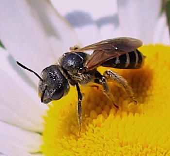 Unknown
Lasioglossum spp.