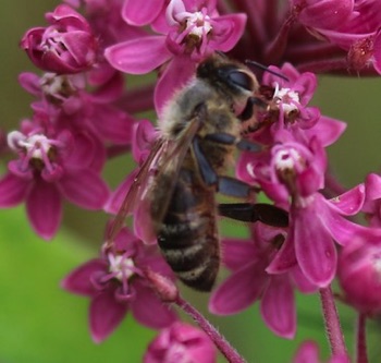 Mining Bee
Andrena spp.