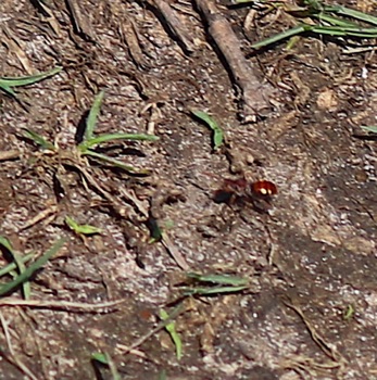 Nomad Bee, Pollen Stealer,
Nomada ruficornis or maculata