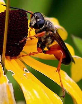 Great Golden Digger
Sphex ichneumoneus